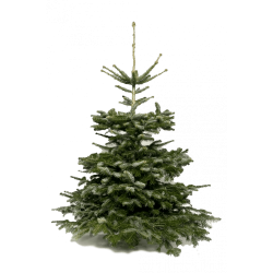 Sapin NORDMANN 80/100 CM